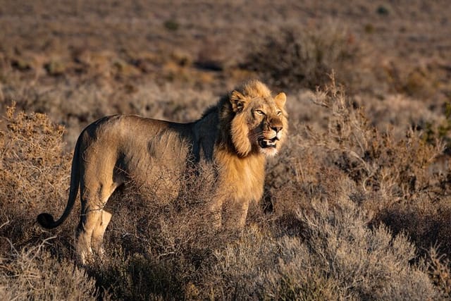 Private Tour : Africa Wild Safari West Coast Cape Town  - Photo 1 of 23